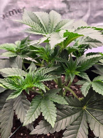Northern lights #10 (Alaska) — vegetative, day 22