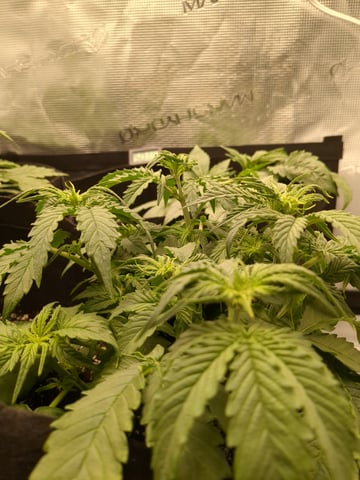 first grow — flower, day 19