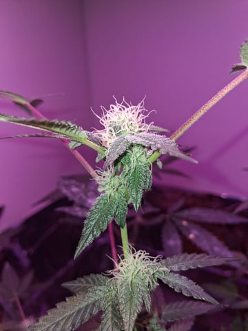 White Widow & Skittlez — flower, day 32