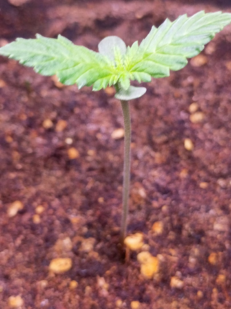 Oreoz Auto OG Kush Auto