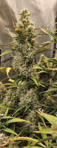 1st — flower, day 1