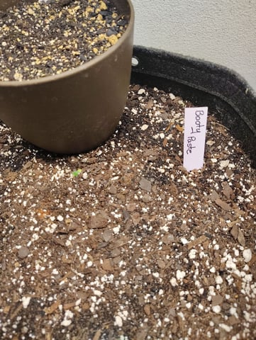 Beans For Days run — germination, day 3