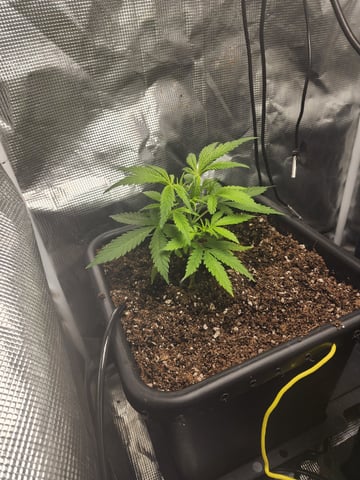 420 Fastbuds — flower, day 3