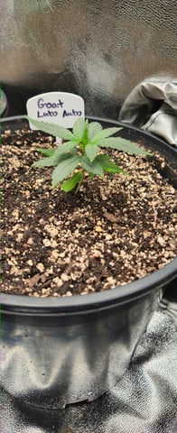 DeathStar, Grease Monkey, Goat Latto, Northern Lights — vegetative, day 34