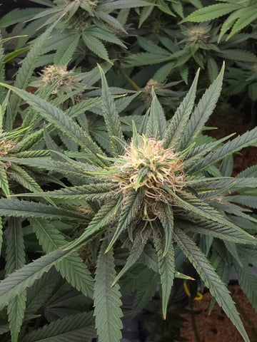 Purple Haze  — flower, day 85