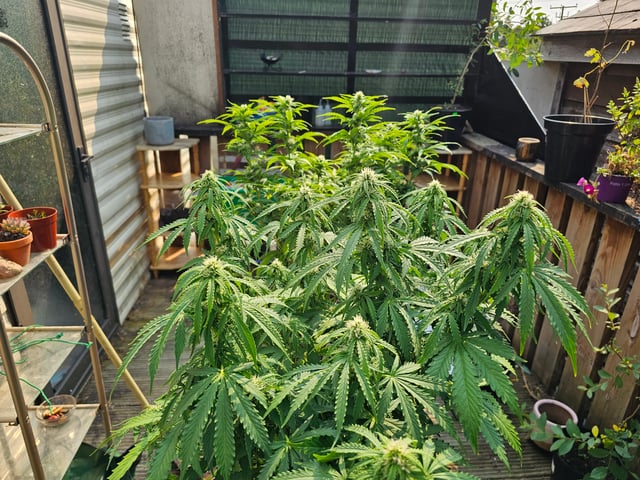 round 2 — flower, day 51