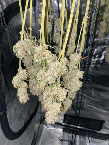 Auto Run #1 2025-2026 — harvest, day 107