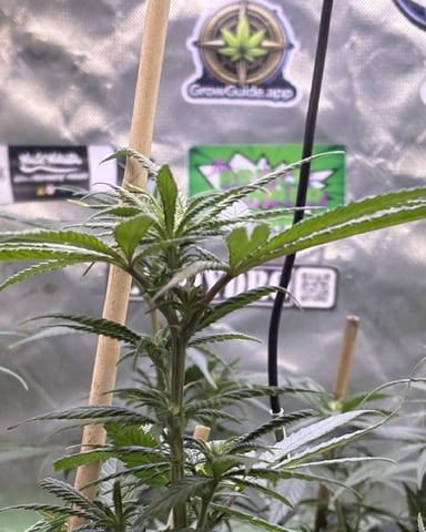 Airborne G13  — flower, day 59