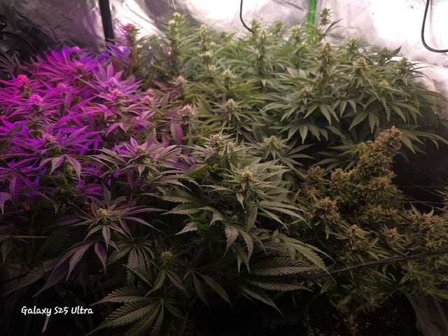 Hazy Daze — flower, day 84