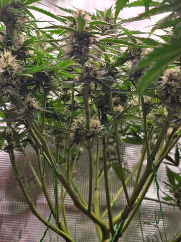 blue dream auto — flower, day 50