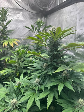 GrowRoom — flower, day 10