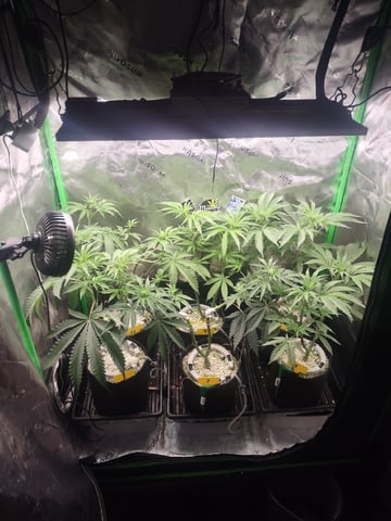 Mainely Genetics Micro Pheno Hunt — flower, day 50