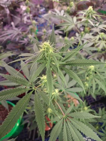 III — flower, day 134