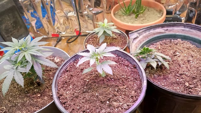 Jack hearer/Jack the ripper? — vegetative, day 39