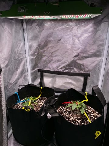 Banana Purple Punch Auto — vegetative, day 15