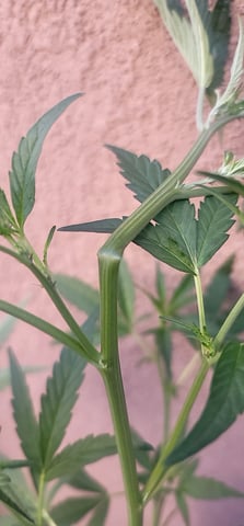 Poison Rainbows — vegetative, day 86