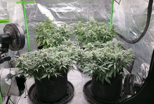 SBJ Clones — flower, day 96