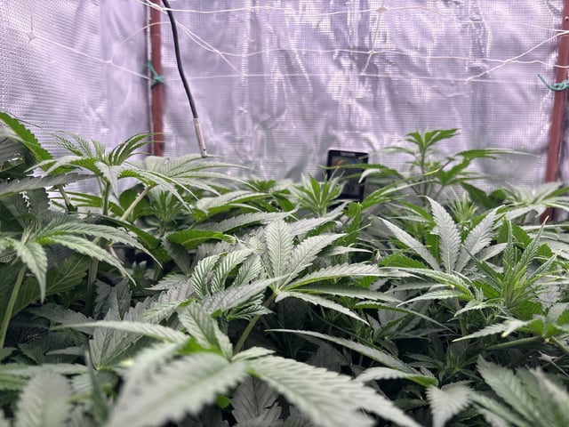 first grow in new 2x2 — flower, day 64