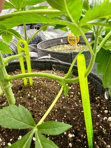 Indoor | Summer ‘26 — grow_setup, day 2