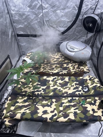 The Bling  — seedling_rooting, day 27