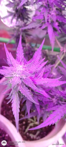 smoke 2 — flower, day 5