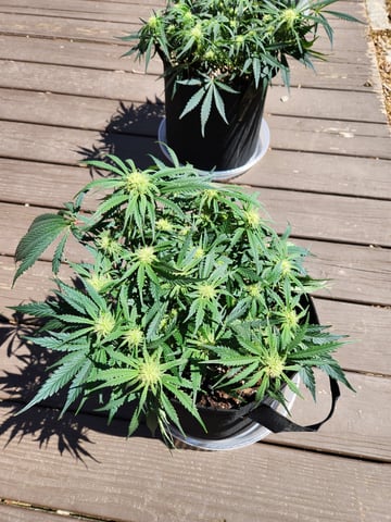 Autoflower grow. my first grow  — flower, day 46