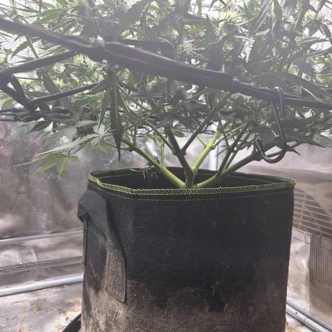 Purple Haze Auto — flower, day 55