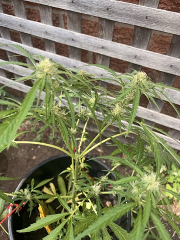 Muliflex — flower, day 61
