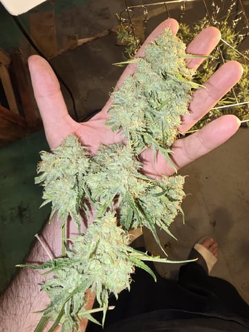 Autos AGAIN — flower, day 92
