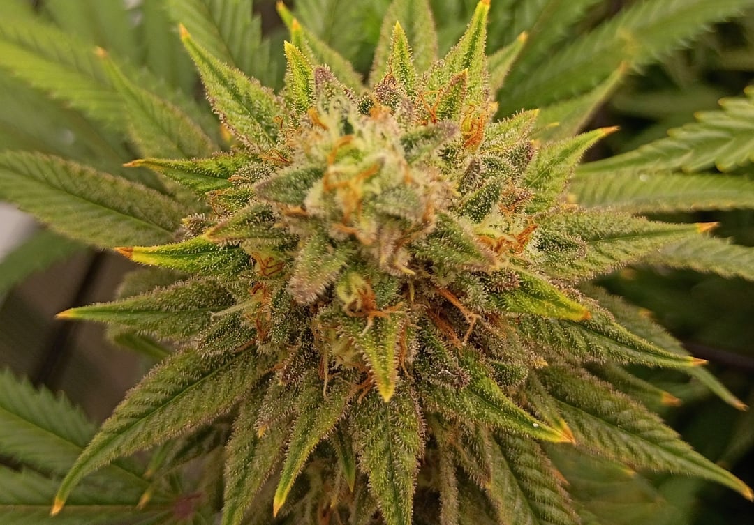 Canna_Cbus