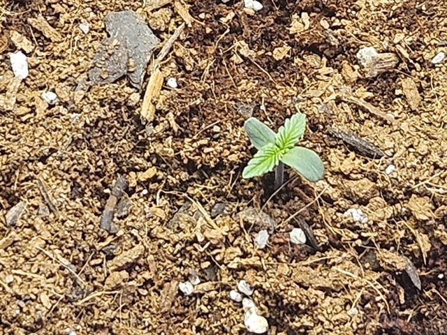 Oregon And Blue Kush 3 A Piece  — seedling_rooting, day 3