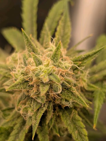 memphisto 3 bears OG, ethos high note r1 — harvest, day 76