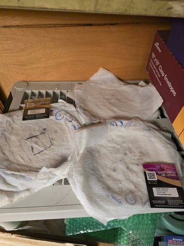 second year — germination, day 1