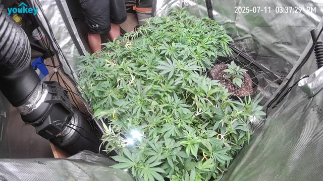 Purple Haze  — vegetative, day 47