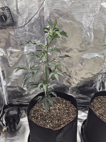 Girl Scout Cookies