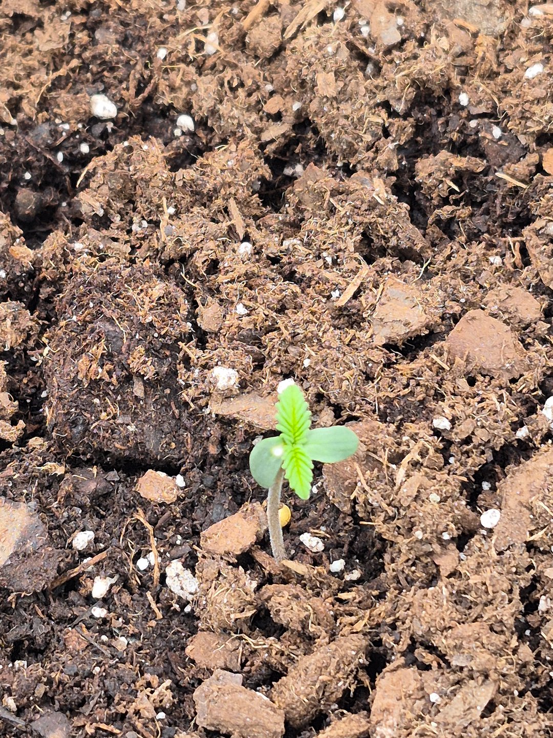 Gorilla Cookies Auto