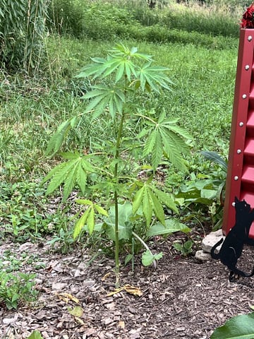 Banjo (Adam’s Plant) — vegetative, day 18
