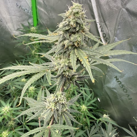 Bruce Banner (Auto) — flower, day 62