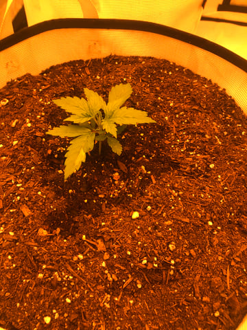 The little plant that could! — vegetative, day 6