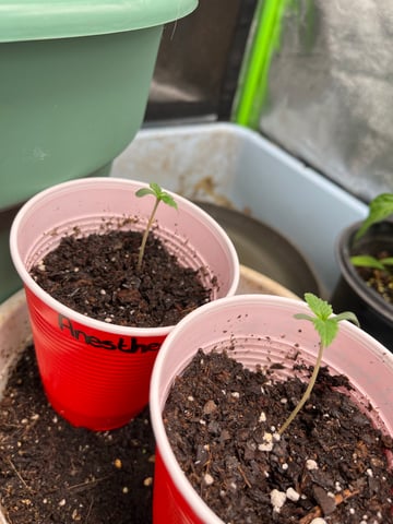 Lavender and Anesthesia Auto — vegetative, day 40