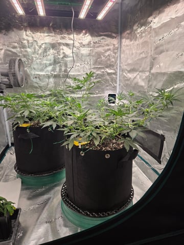 3rd Grow 3x3 tent — vegetative, day 37