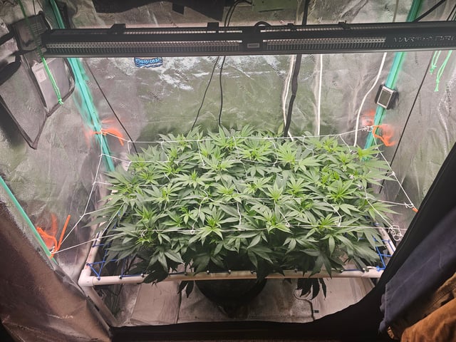 scrog from cut.  — flower, day 22