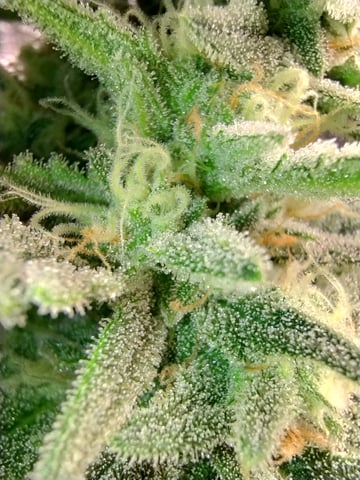 First grow — flower, day 81