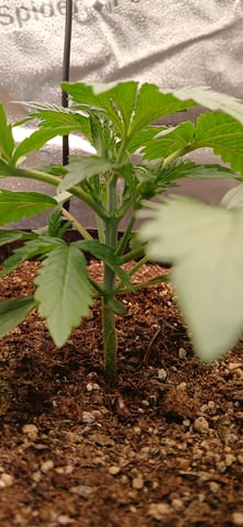 newest ggs setup grow — vegetative, day 22