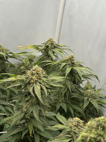 Permanent Marker, Gary Payton — flower, day 44