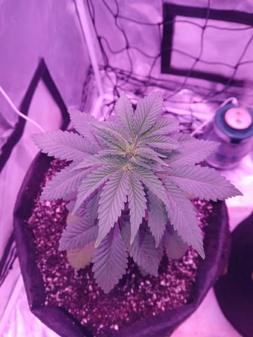 CountryG  — seedling_rooting, day 37