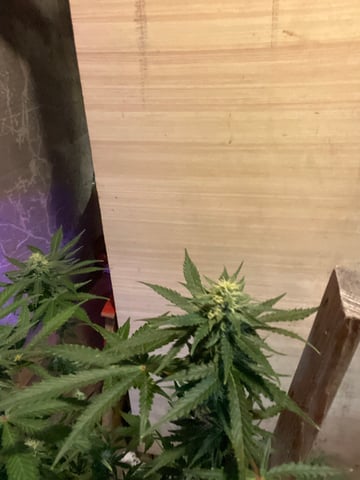 Auto variety  — harvest, day 70