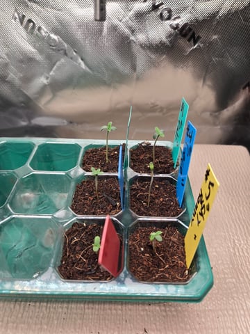 Critical Purple Kush — germination, day 5