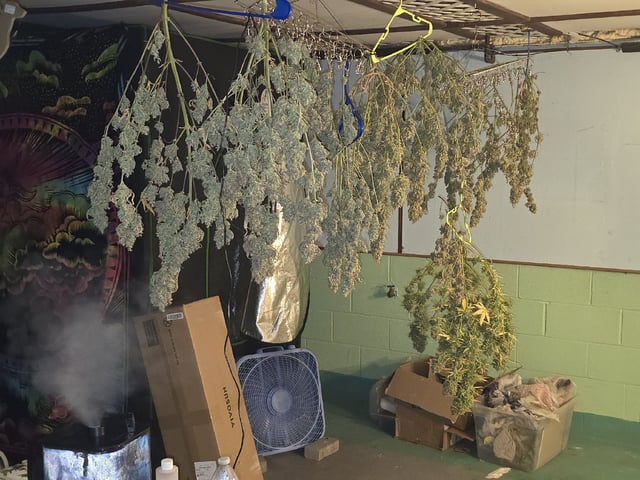 3rd Auto Grow — flower, day 123