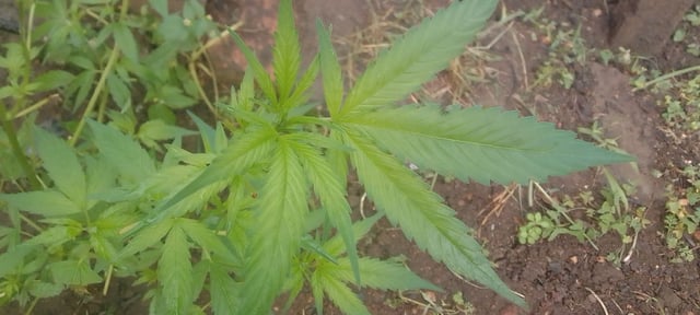 Potent_Sativa4851